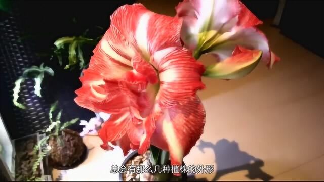 开花形似“朱顶红”的文殊兰,和它一样美观,却比它好养多了!