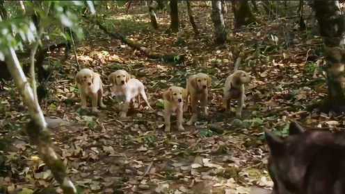 5只小狗为了救出被绑架的父母，找来一只狼来帮忙，太惊险刺激了