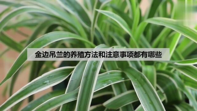 金边吊兰的养殖方法和注意事项都有哪些