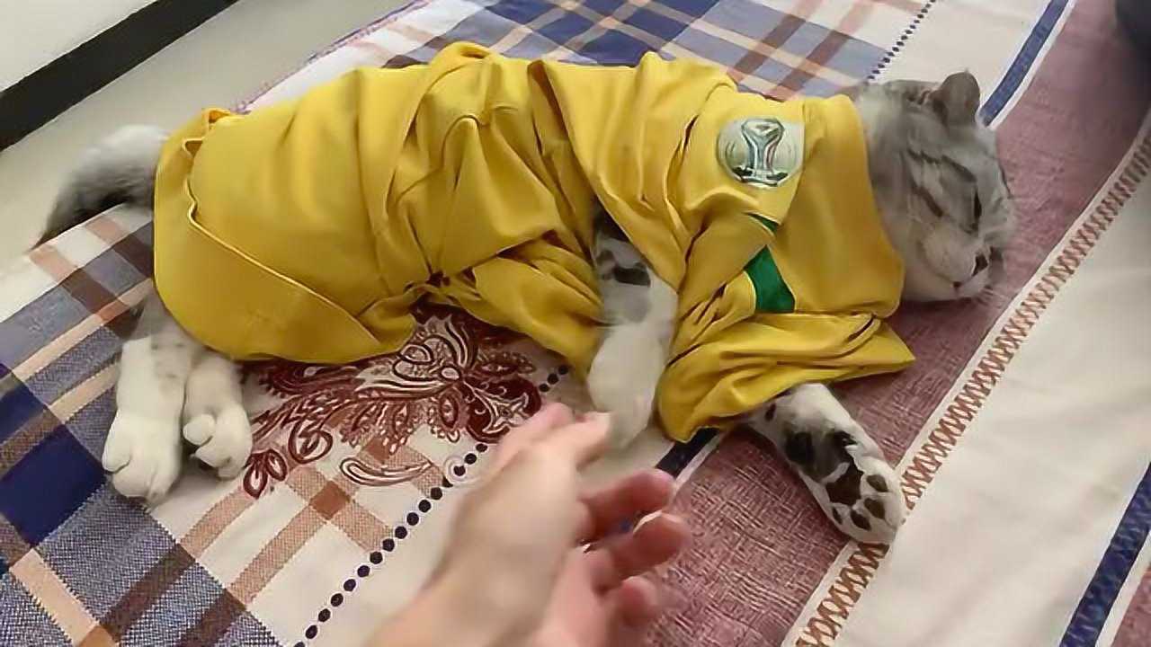 真的是任人宰割的表情