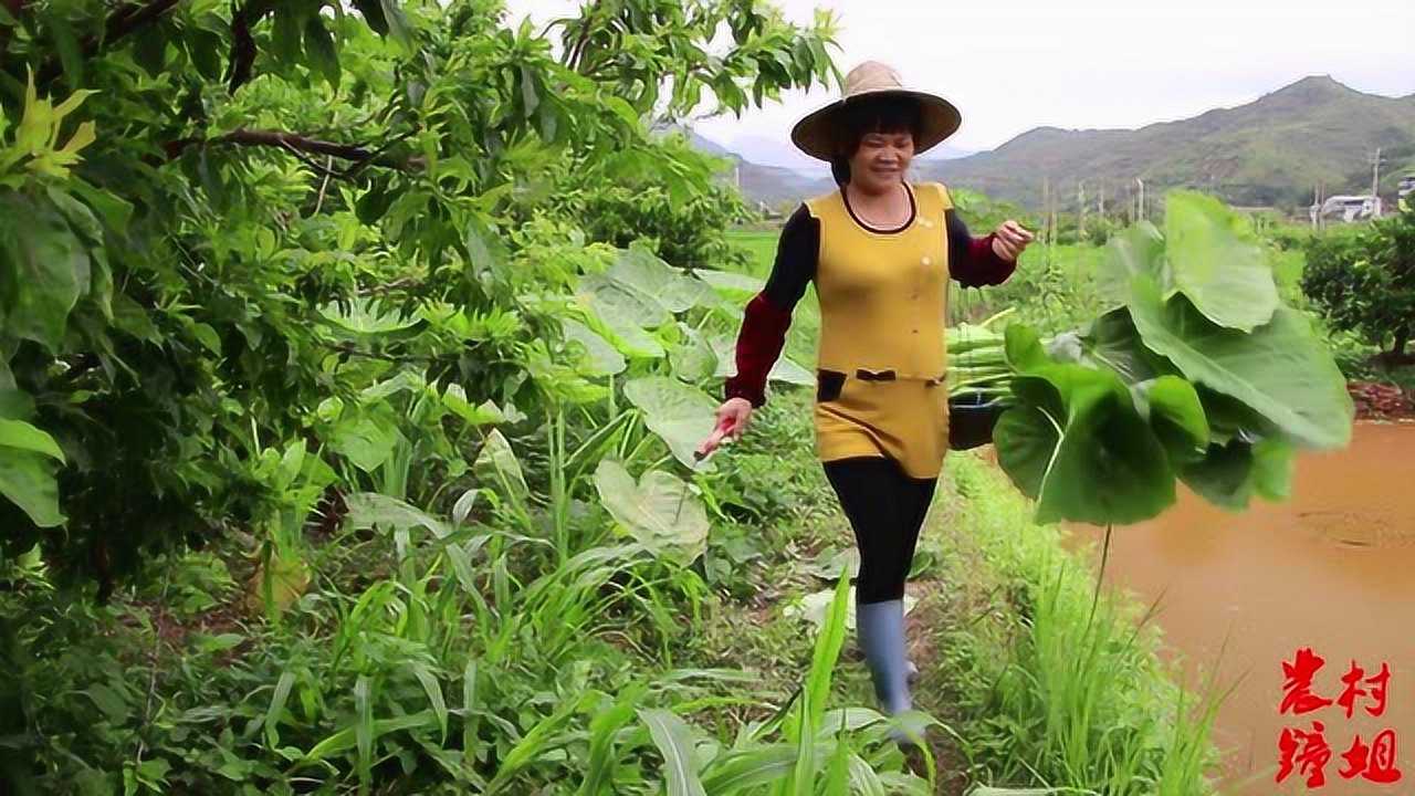 客家话视频,钟姐去田里割"雾禾",打算晒干后做酸菜