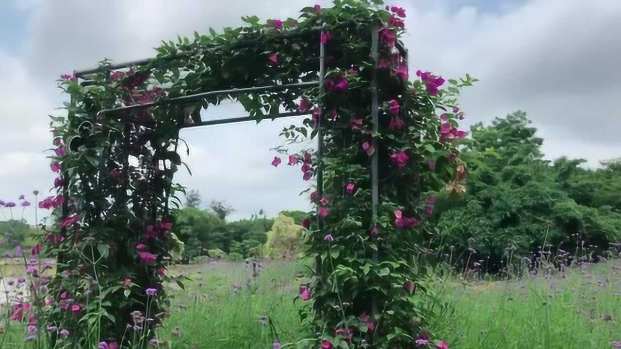 三角梅搭个架爬藤快