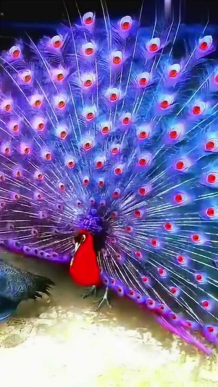 孔雀开屏还是红色的,太美了,你们见过吗?