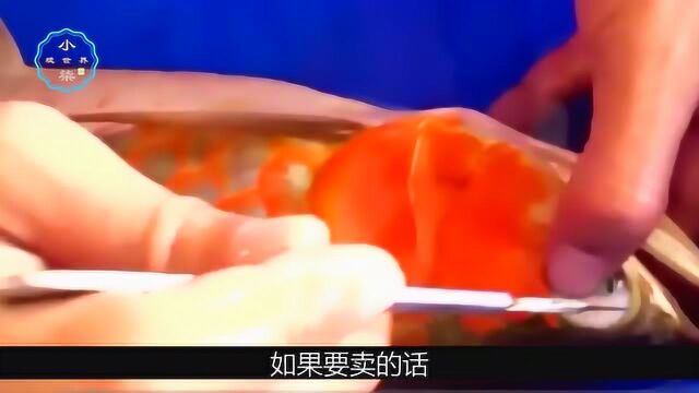 专门给鱼做美容的美容师,轻轻松松月入过万