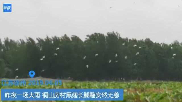 昨夜一场大雨 铜山房村黑翅长腿鹬安然无恙