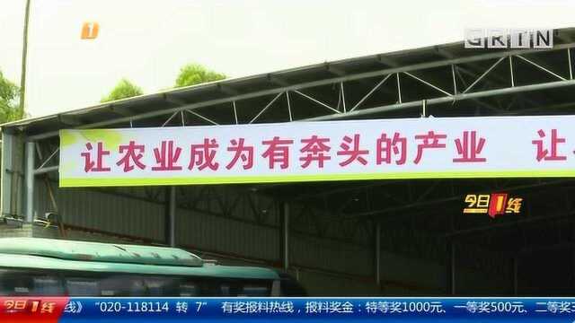 阳江阳西县:展销平台开拓销售渠道 荔农不愁销路