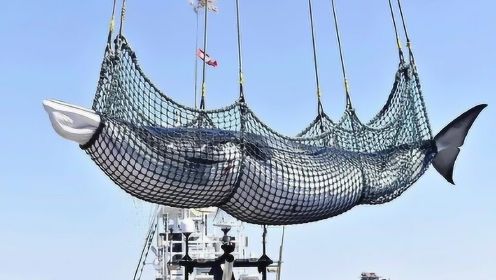 日本捕杀一头蓝鲸，到底可以赚多少钱？难怪日本人要发展捕鲸业