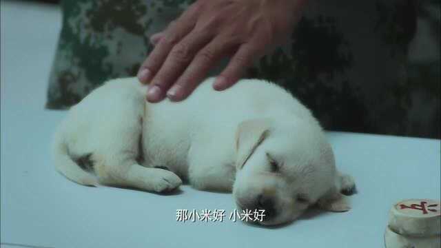 小犬取名迫击炮?人家可是个小母狗,就不能取个好听点的名字吗?