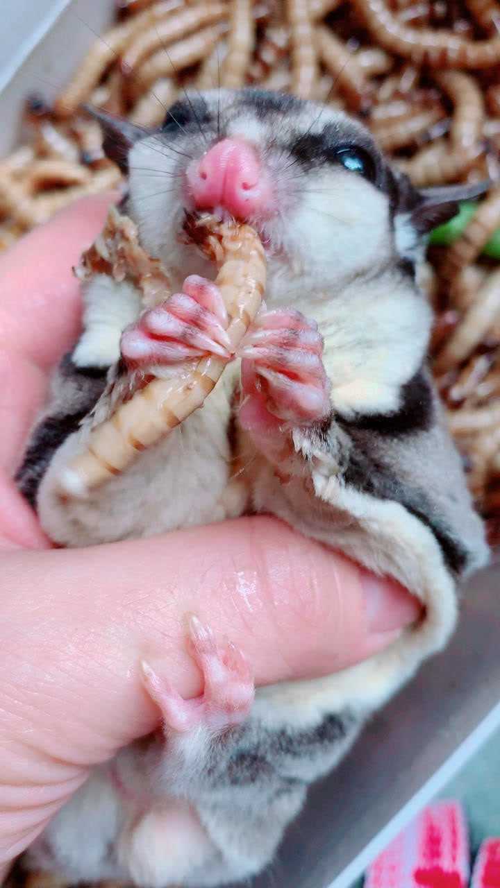 胆小的千万不要看吓着了不负责6969学名蜜袋鼯吃的是大麦虫