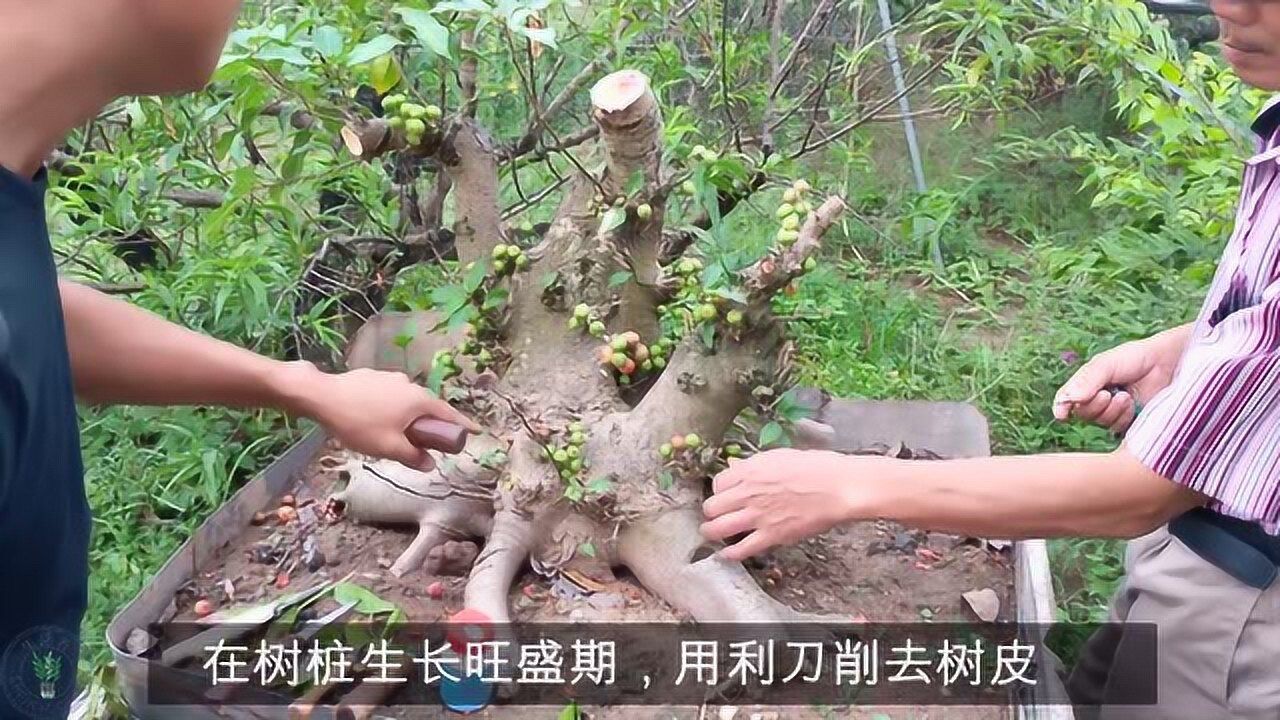 对叶榕的修剪和塑形,原来还有这些好方法,看了真让人长见识_腾讯视频