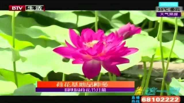 荷花基地品种多