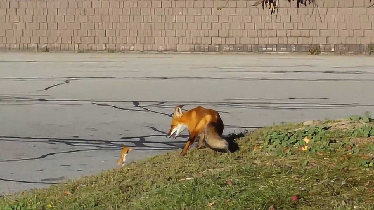 花栗鼠被狐狸追赶,看着挺小,勇气还很大!