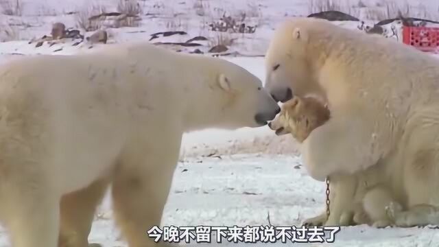 情场杀手狗王,遇上了北极熊,竟直接不愿松手了!