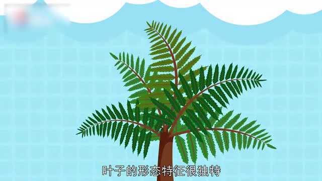 蕨类植物是不是孢子?