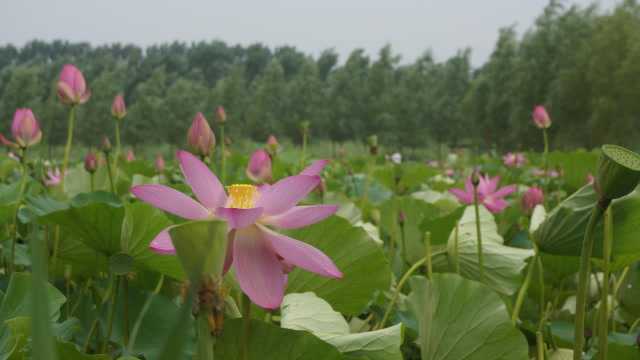 爱剪辑骑行辽阳柳壕湿地公园慢四舞曲荷花颂