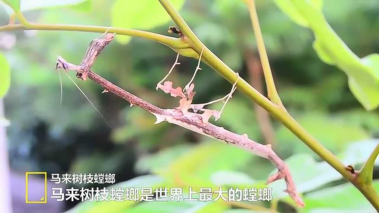马来树枝螳螂有多大图片