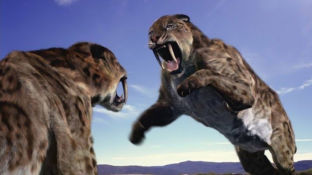 剑齿虎比老虎还凶猛作为曾经的霸主为何最终还是灭绝了