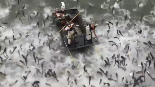 美国人电击亚洲鲤鱼 鱼群跃出水面的场景惊呆了