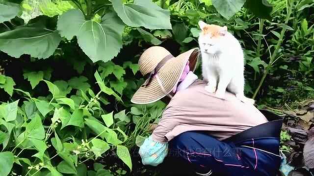 土耳其梵猫陪老奶奶采摘豆角,它安安静静的在背上待着,好生可爱