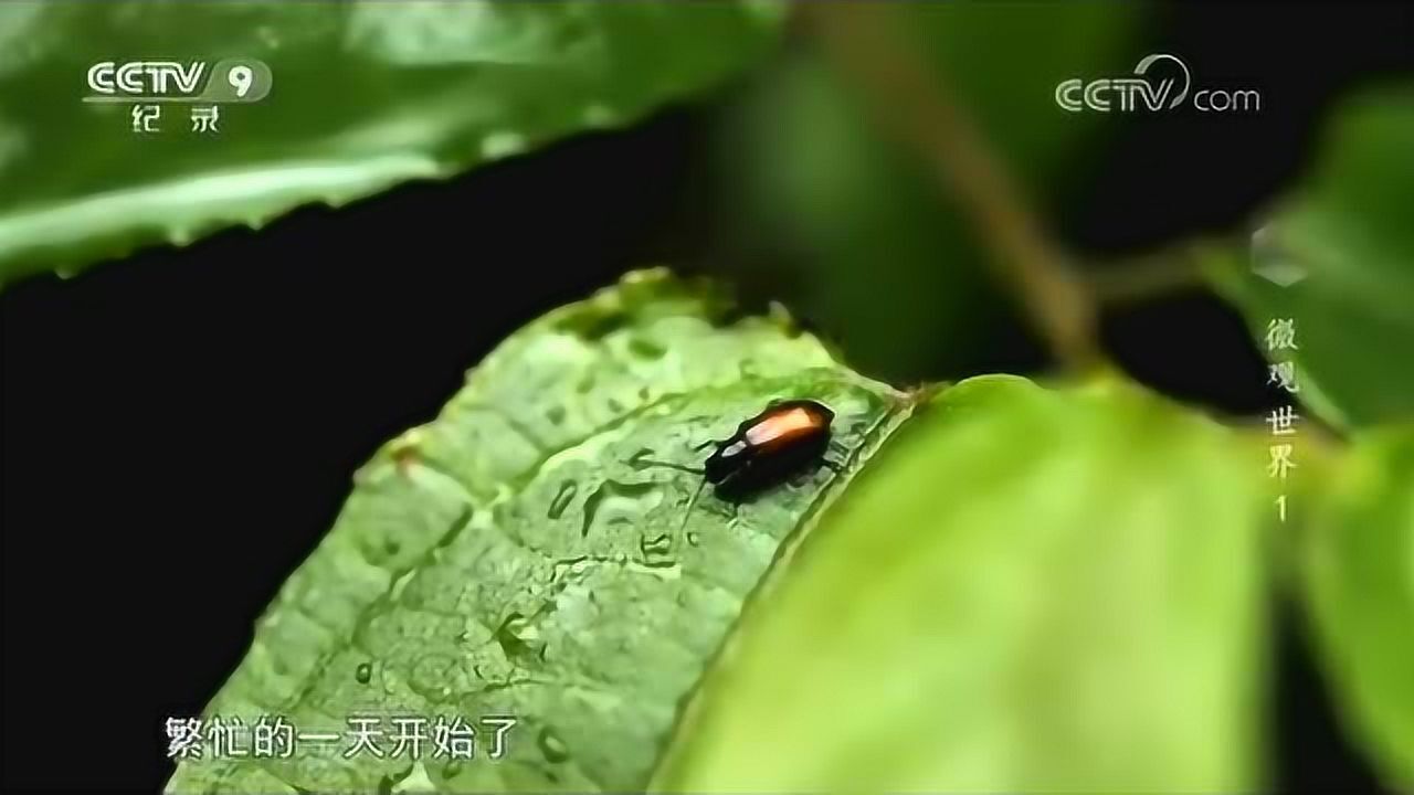 露水吸引来一些饥渴难耐的小动物，繁忙的一天开始了_高清1080P在线观看平台_腾讯视频