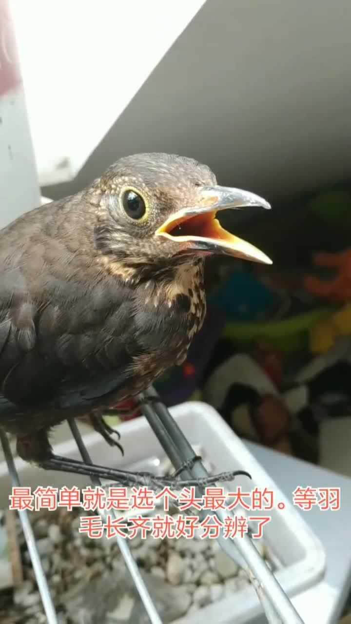 没长齐毛的乌鸫如何分辨公母?