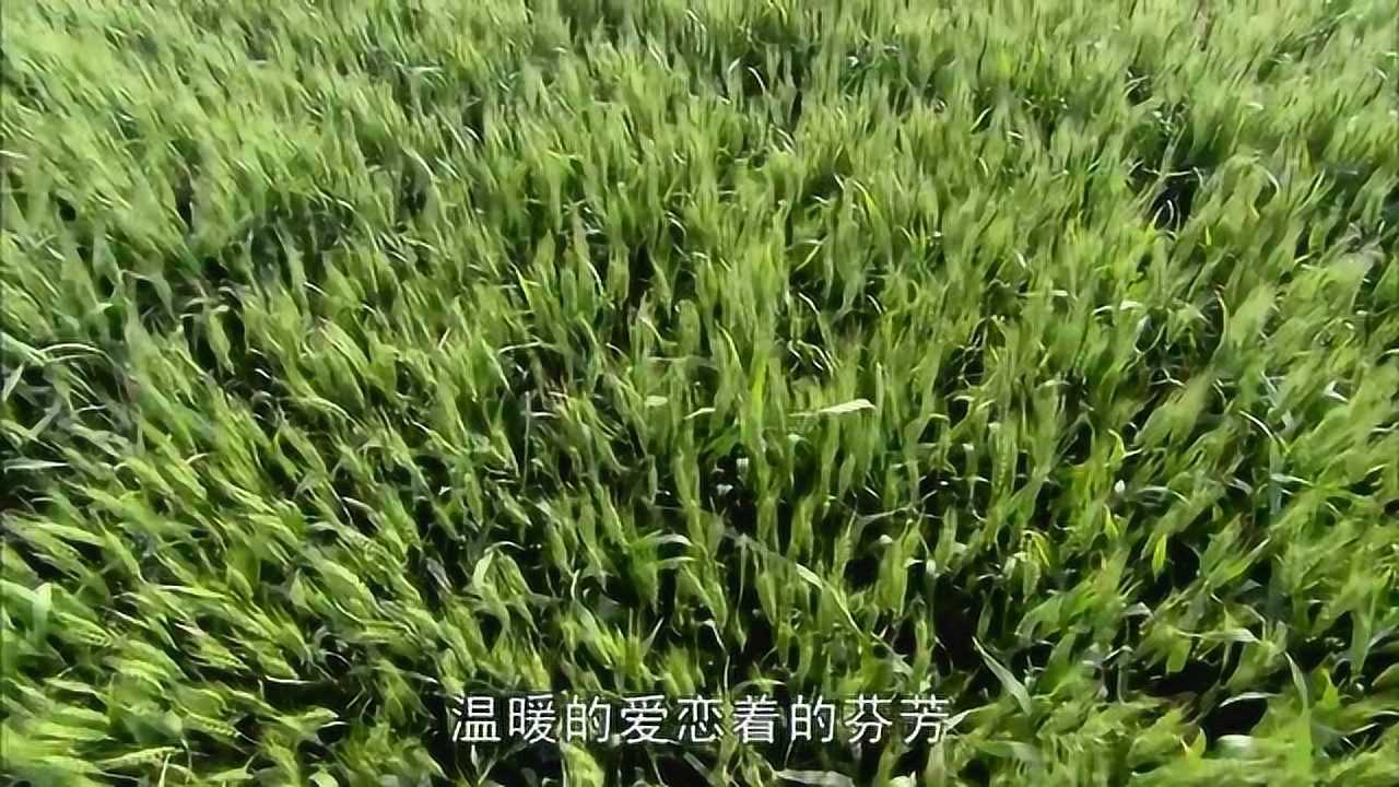葵花进城:葵花实现自己愿望,麦子满山遍地野_腾讯视频