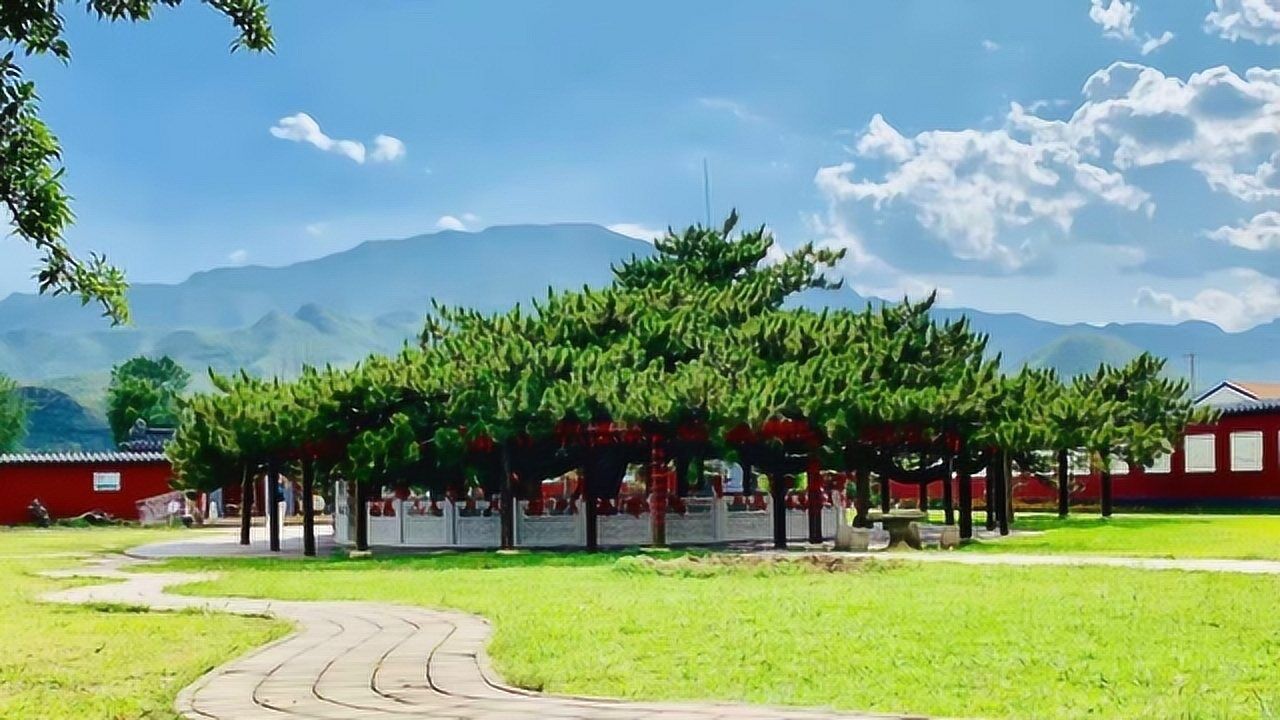 实拍丰宁九龙松,一颗天下第一奇松