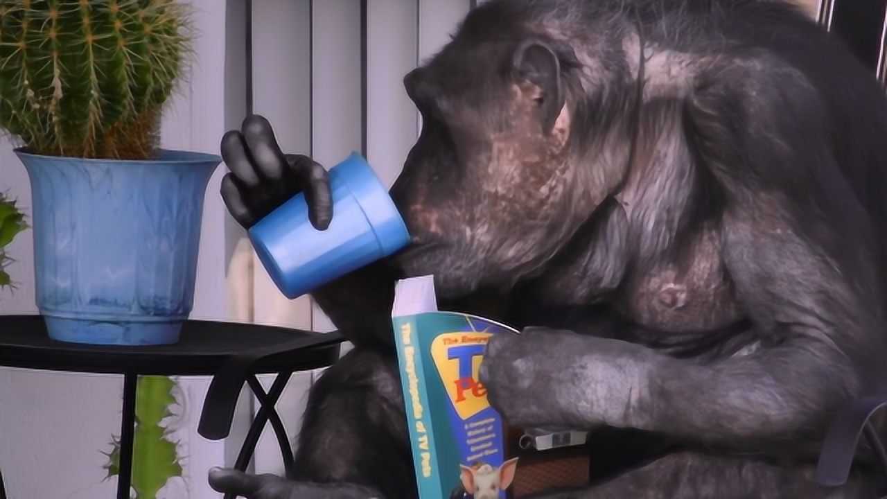 非洲发现一黑猩猩,看电视抽雪茄,对人类女性很有兴趣