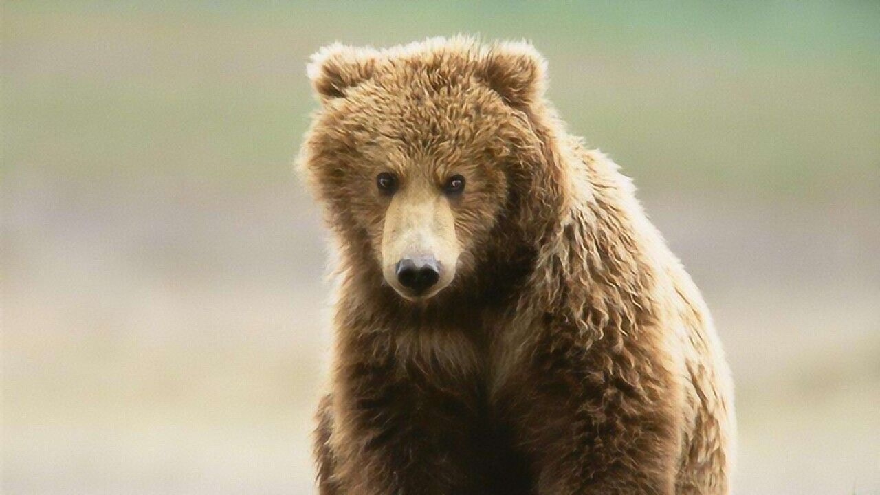 超级聪明的熊,转起呼啦圈来不输人类,网友:这熊真的成精了