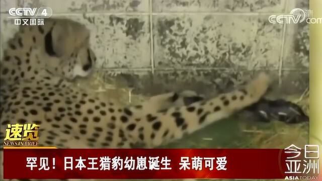 罕见!日本王猎豹幼崽诞生 呆萌可爱