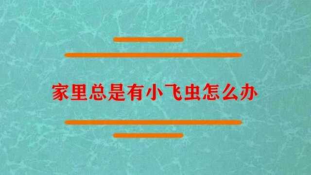 家里总是有小飞虫怎么办?