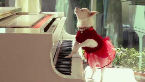 住在总统套房里的宠物狗，不仅会弹钢琴，还会修建花园！