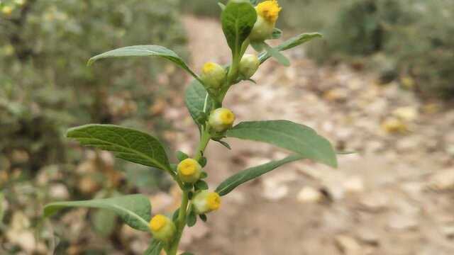 秋季最珍贵草药“天名精”,“养肝护肝”效果好,一块来认知吧!