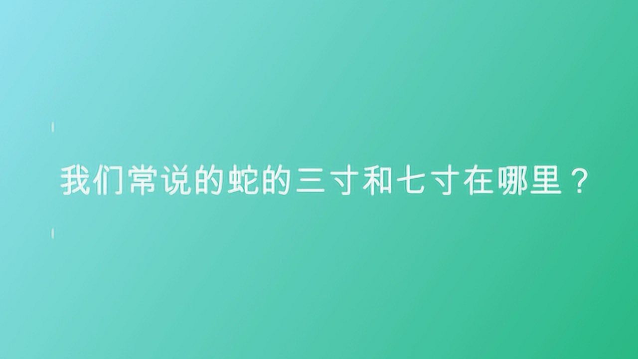 我们常说的蛇的三寸和七寸在哪里