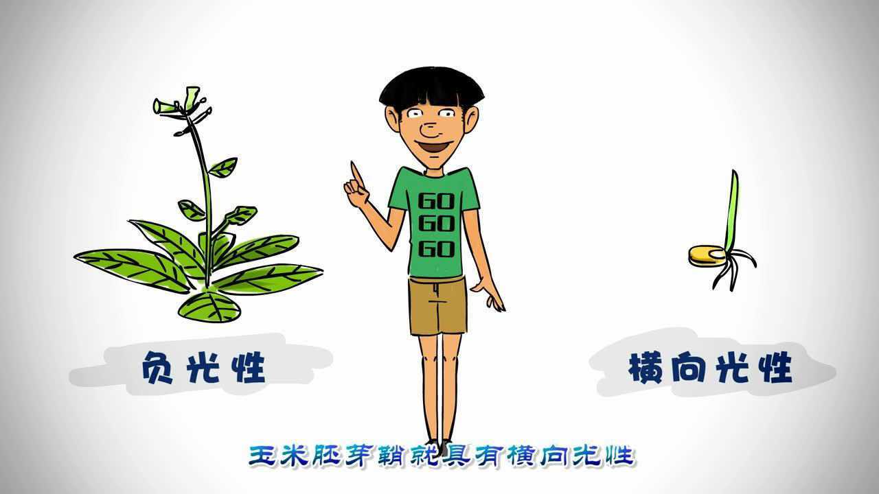 第34集 为什么植物都向光生长_腾讯视频