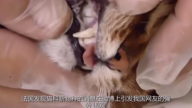 法国发现新物种“猫狐”!中国网友看完后,我家也有这个品种!