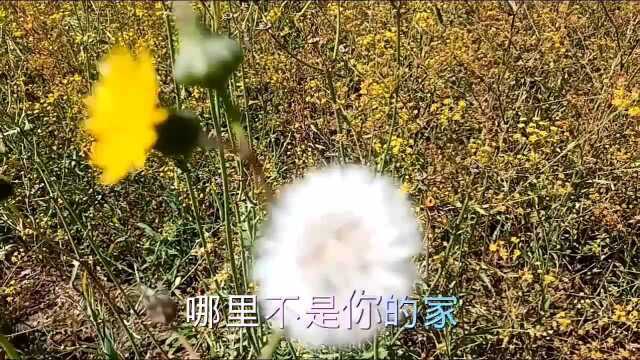 镜头里的甘南风景一