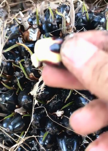 原来油棕果还可以这样吃