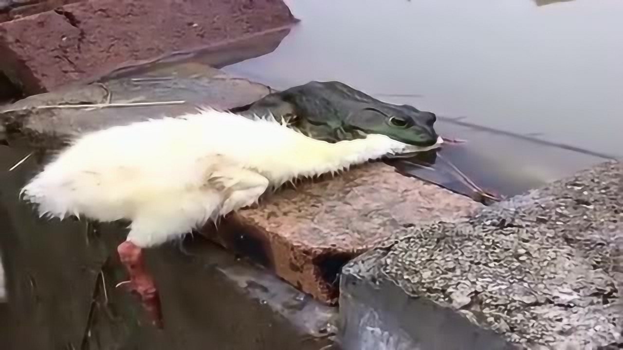 这么多年的愿望实现了!癞蛤蟆终于吃上天鹅肉了