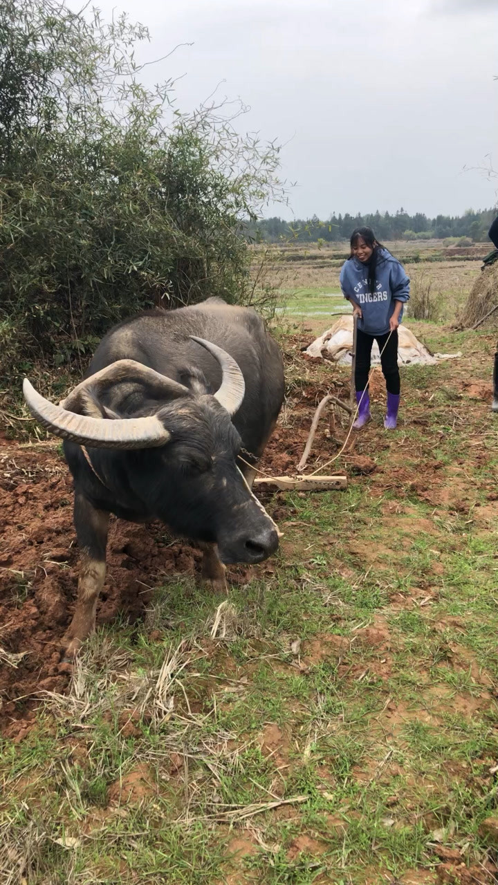 农村姑娘尝试用牛犁田