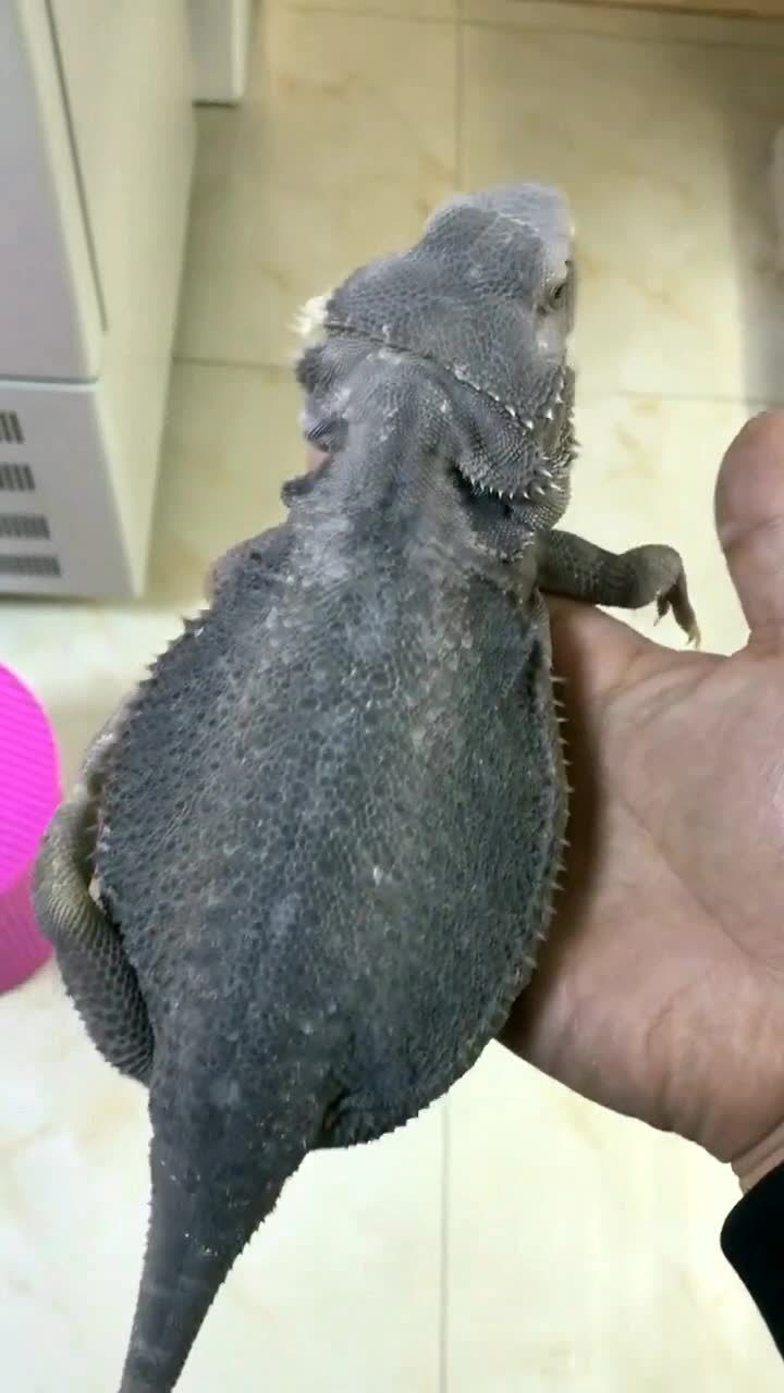 我怀疑这只蜥蜴,是吃化肥长大的,太胖了!