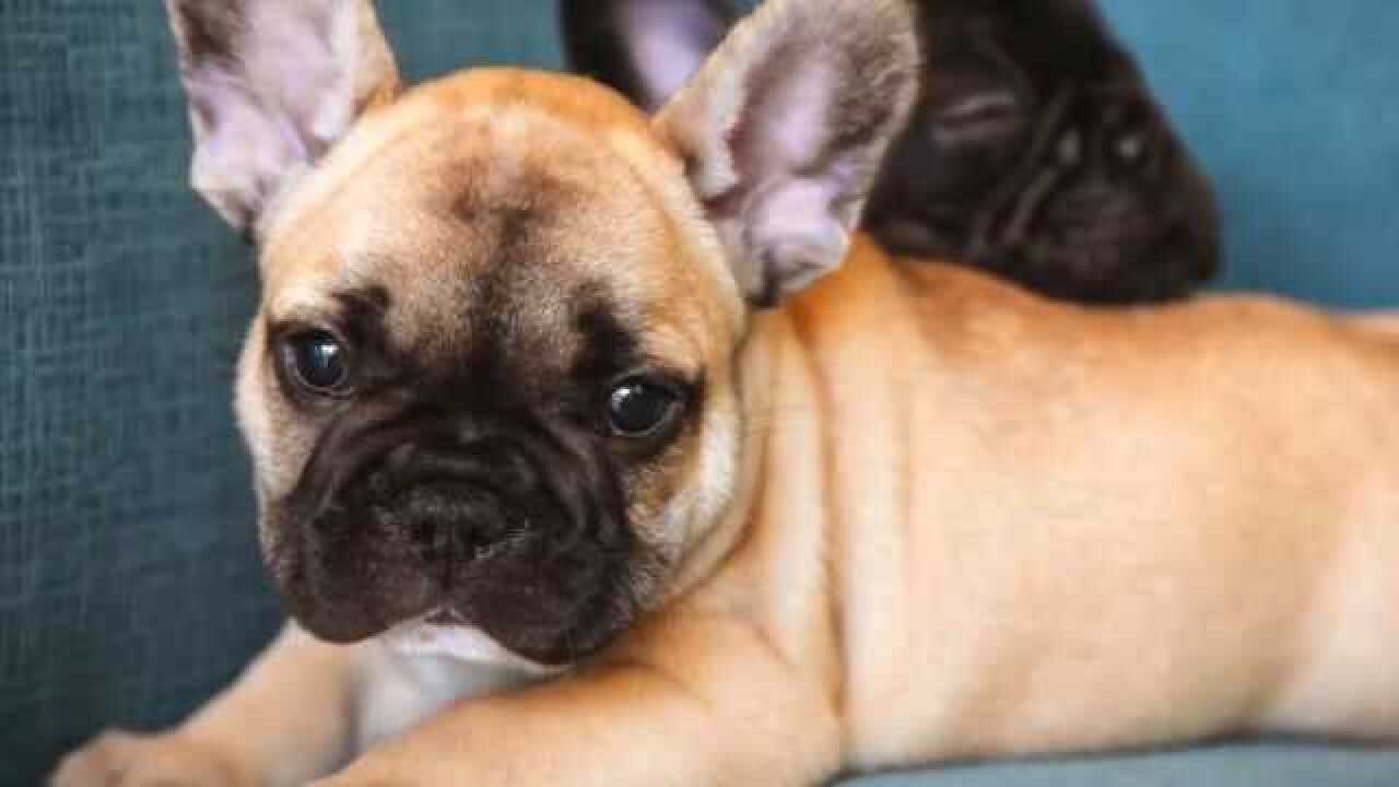 可爱品种犬体型短胖圆脸和高耸的耳朵你喜欢这样的狗狗吗