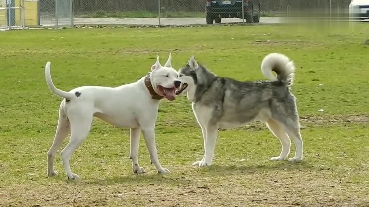 两只狗打架,互相挑衅模样太凶狠,活蹦乱跳像极了"斗士"!