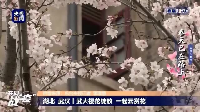 武大樱花绽放 一起云赏花