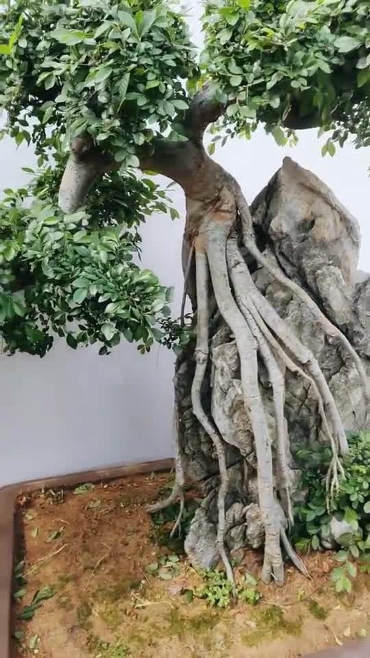 提根抱石榆树盆景