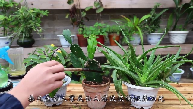 这3种植物最适合懒人养,啥都不用管,浇浇水就能爆满盆