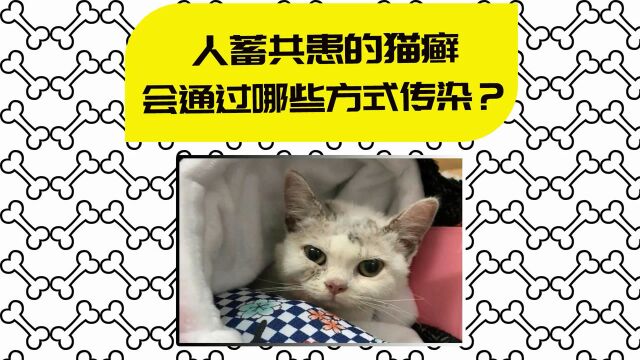 猫癣可以传染给人!特别是夏天这样撸猫,感染几率更高