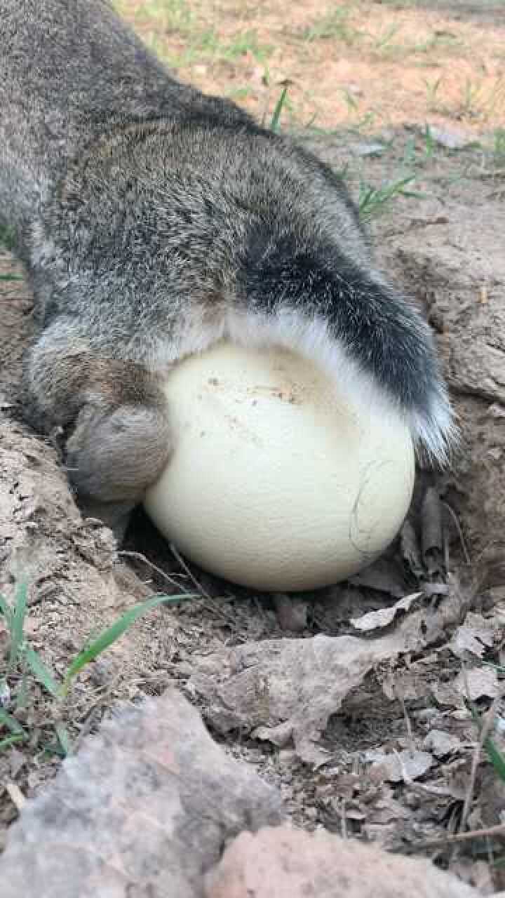 兔子怎么下了个这么大的蛋