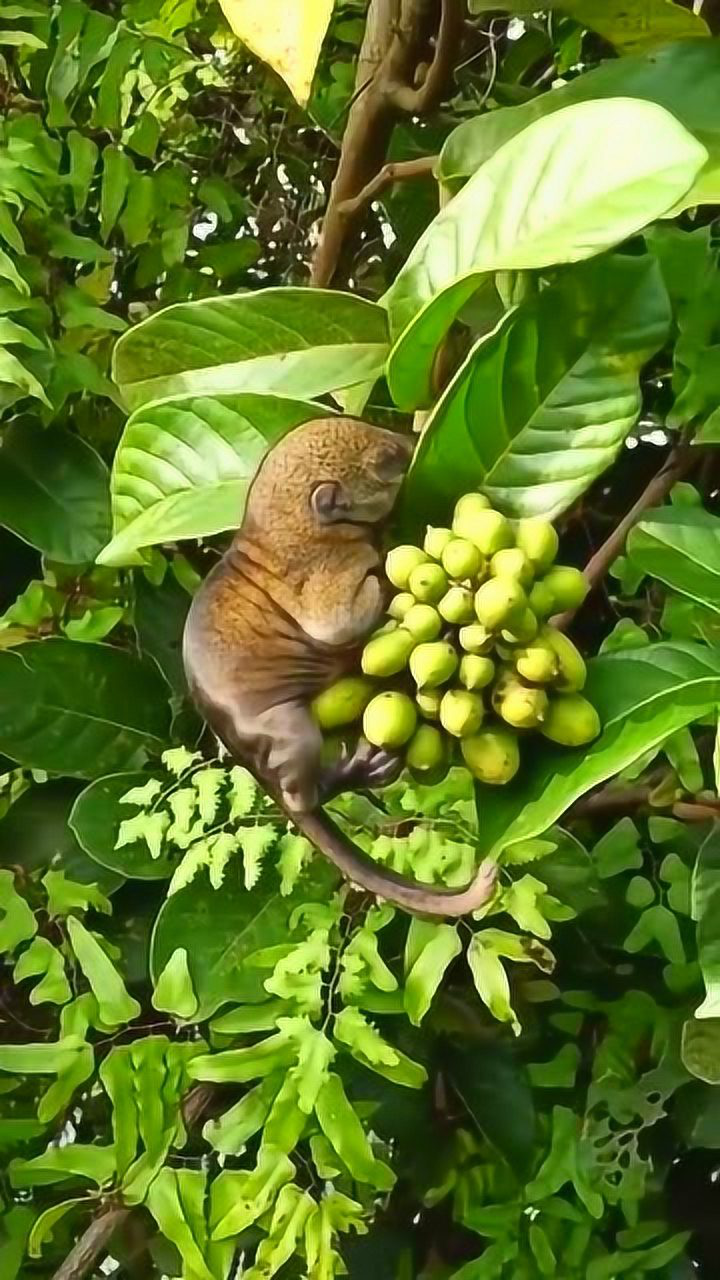 好可爱的小动物呀,在树上睡着了