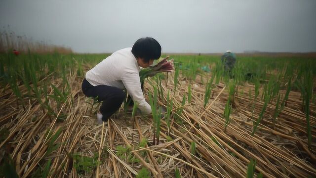 洞庭春已至 芦笋采摘正当时